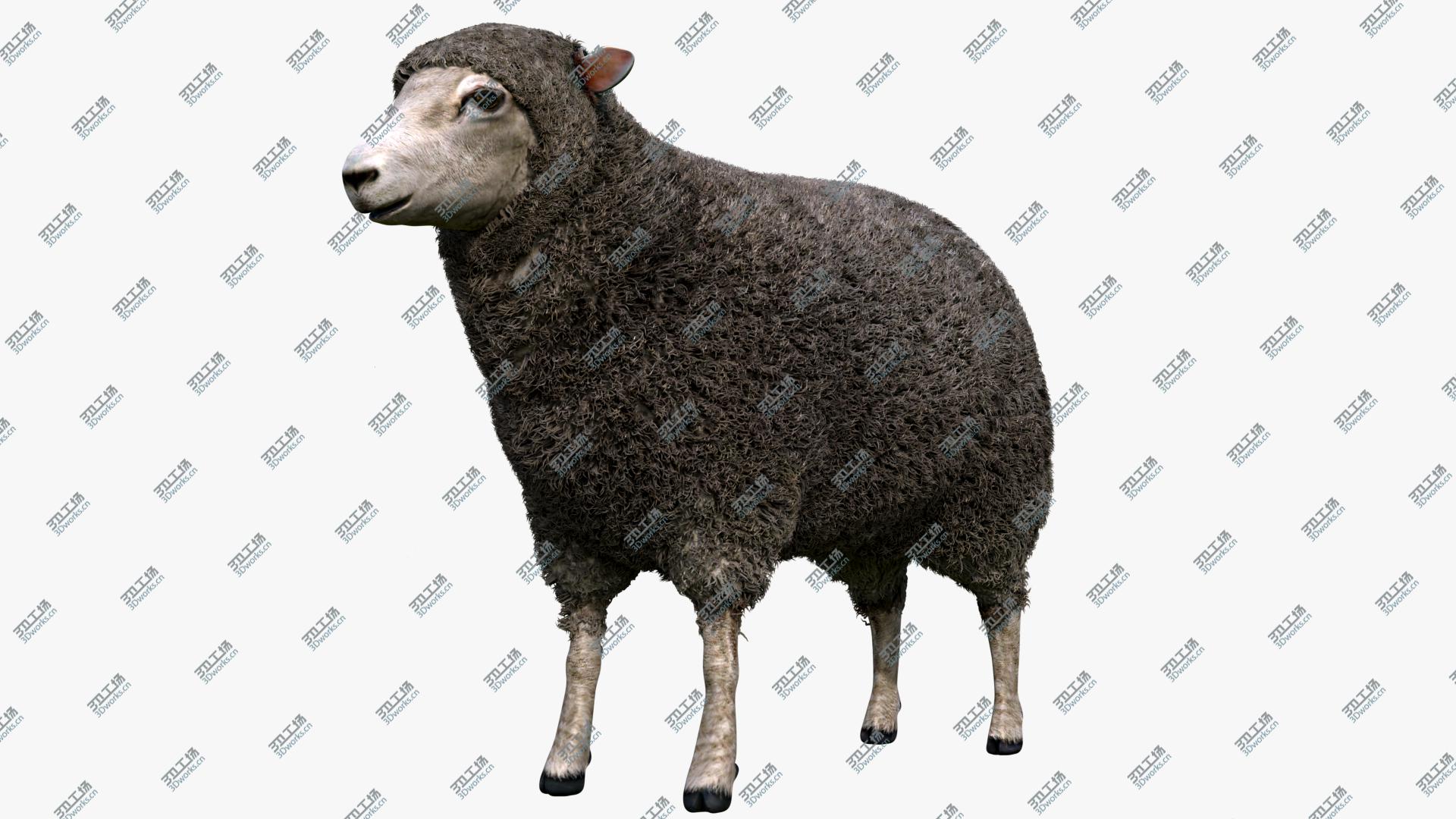 images/goods_img/202104091/Merino Sheep model/2.jpg